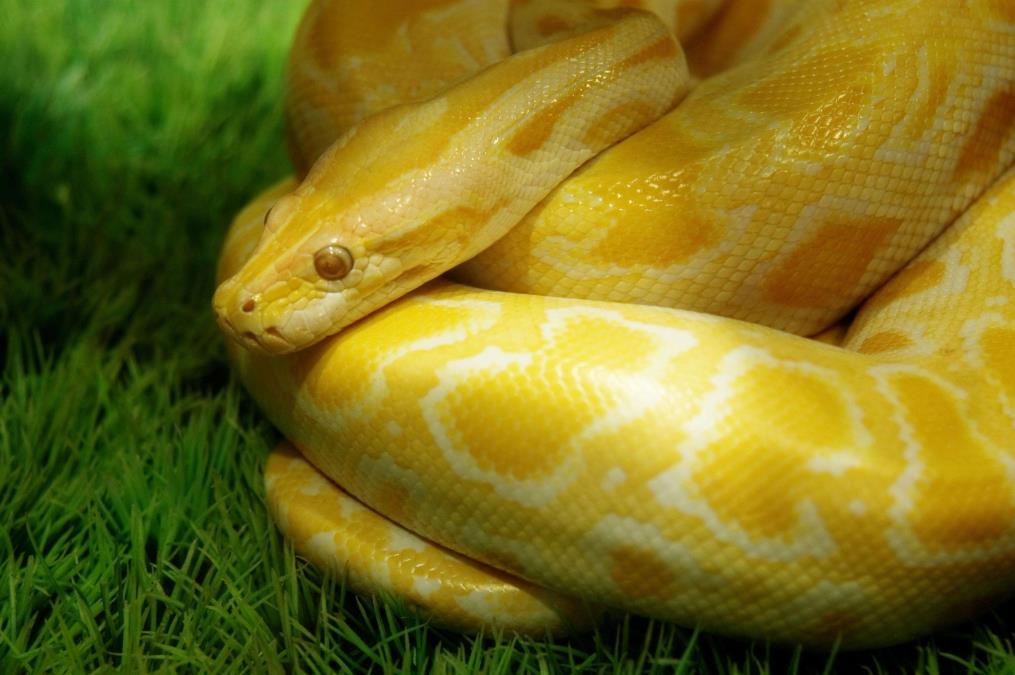 JEZIVA SMRT! Ženu (44) zadavio i progutao džinovski piton dug 7,8 metara, muž pronašao telo kako viri iz zmijinih usta, REPTILU je odsekao glavu mačetom!