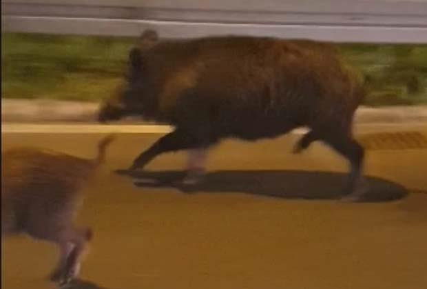 NEOČEKIVANI GOSTI POJAVLJUJU SE U SVIM DELOVIMA BEOGRADA: Lisice na Dedinju, Zvezdari, Mirijevu, šakali u prigradskim naseljima – šta sve hoda asfaltom