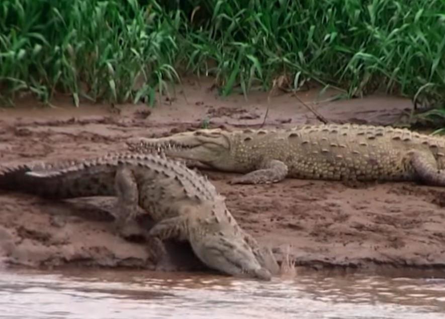 NE ŽELE MUSLIMANE I MIGRANTE U ZEMLJI: Pustiće krokodile i otrovne zmije na rečnu granicu sa komšijama! "Okrutnost države, bilo bi smešno da nije opasno"