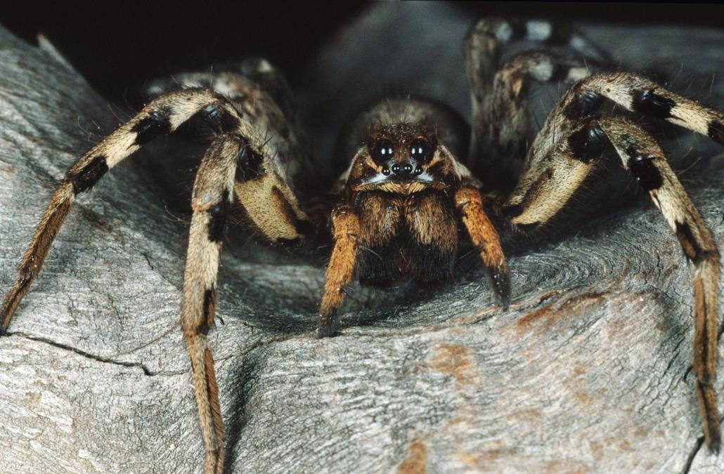 profimedia0006346093-tarantula.jpg?ts=2019-07-31T19:29:11