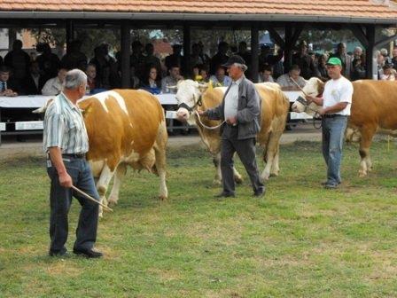 sajam-krave-poljoprivredni-svilajnac.jpg