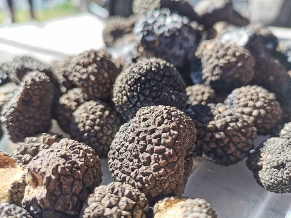 Tartufi