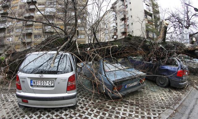 sruseno-drvo-unisteni-automobili-novi-sad.jpg