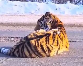 tigar.jpg