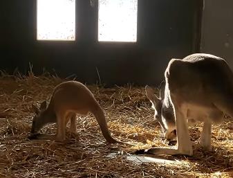 BG zoo vrt dobio prinovu - kengura.jpg