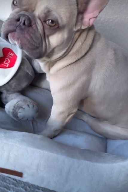 Stanija Dobrojević se vratila u Ameriku