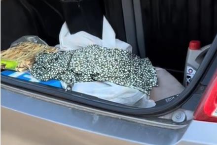 U gepeku pronašla pacova.jpg