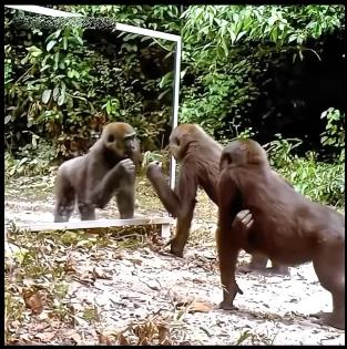 životinje reaguju na odraz u ogledalu 6.jpg