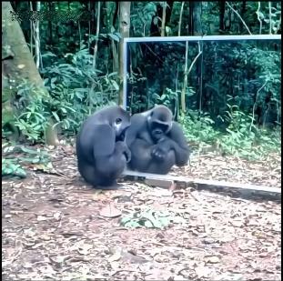 životinje reaguju na odraz u ogledalu 3.png