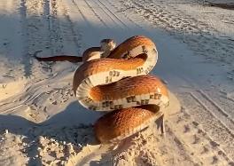 zmija pozira za kameru 3.png