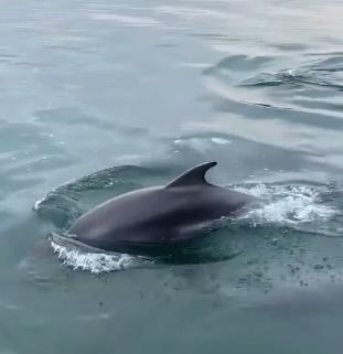 2025-04-17 10_03_26-Nikana.gr🔹Letovanje u Grčkoj _ Delfini danas zabavili solunjane 😍 Kakav prizor.png