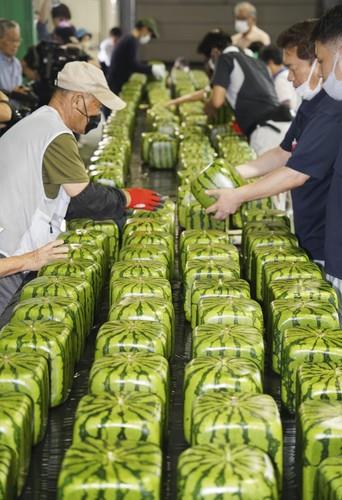 kockasta lubenica profimedia-0786868864.jpg