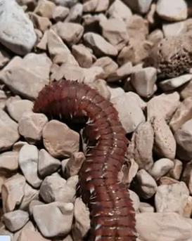 2025-07-30 16_16_31-Šibenčanka snimila vatrenog crva na Jadriji_ ’Zar toga ima kod nas_ Peče k'o sam.png