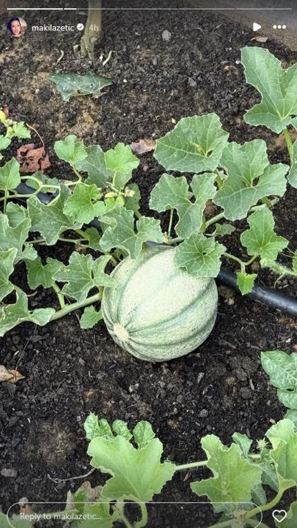 Dvorište Sonje Lazetić puno lubenica