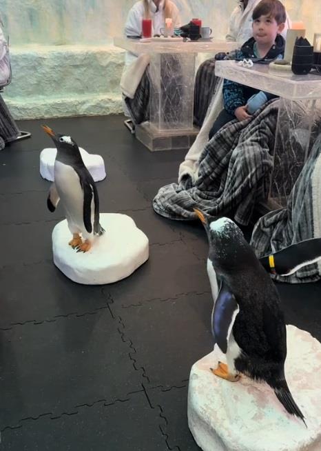 rucak sa pingvinima3.jpg