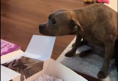 Pas dobio tortu za rođendan.jpg