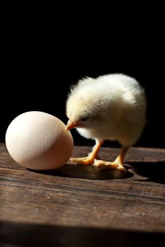 šta je starije kokoška ili jaje