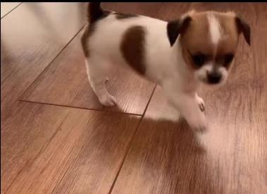 Mali pas hoda po parketu.jpg