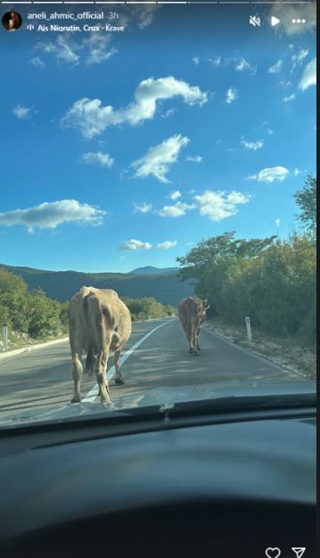 Aneli Ahmić izašle krave na put