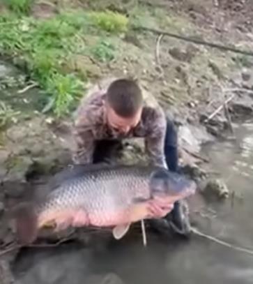 Nikola pušta šarana u vodu