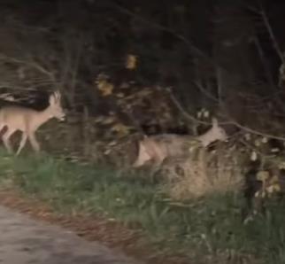 Screenshot 2025-11-09 223241.jpg