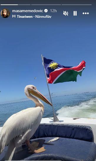 Pelikan na brodu.jpg