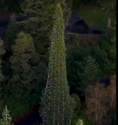 Najviša božićna jelka na svetu.jpg