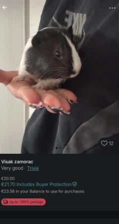 Oglas za prodaju morskog praseta na Vintedu