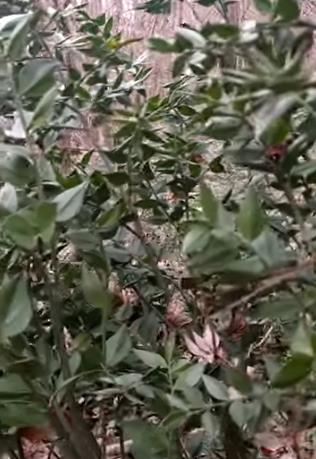 Screenshot 2026-02-02 121459.png