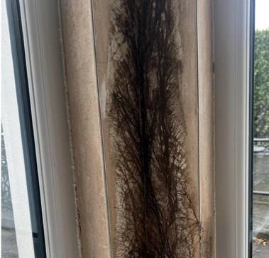 Čovek iza tapeta naišao na neobičnu biljku