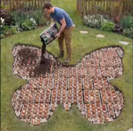 Baštovan otkrio trik za sadnju lala pomoću kartonskih kutija od jaja