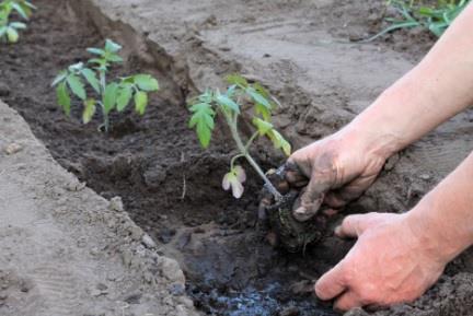 sadnja paradajza.jpg