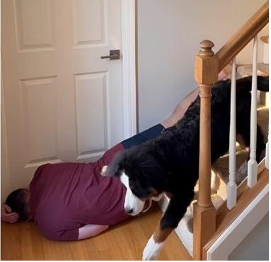 Reakcija psa na vlasnikovu glumu da je pao