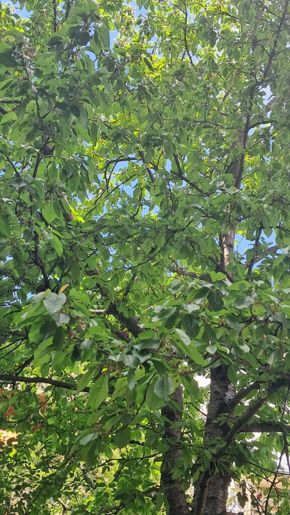 Maleni voćnjak u Vranju