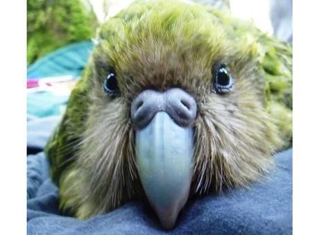 kakapo.jpg