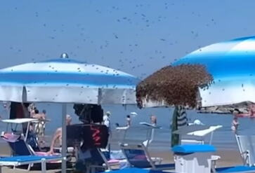 pčele plaža Rimini