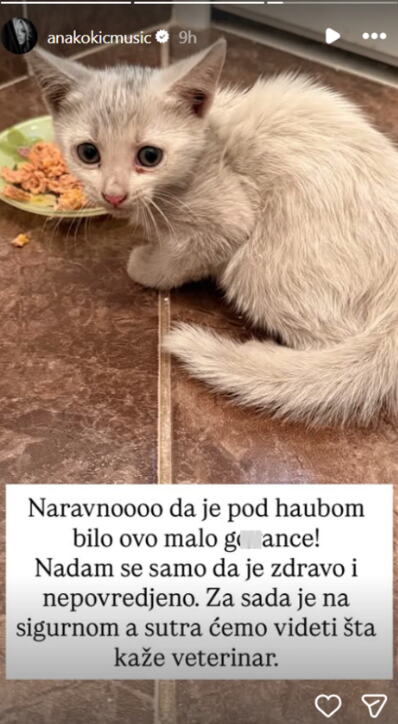 Ana Kokić spasila mladu mačku krem boje sa ulice