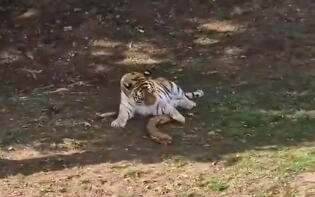 tigar