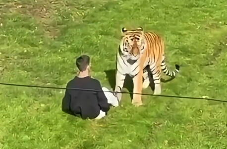 Tigar Altaj i muškarac kojeg je ubio