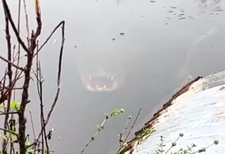aligator