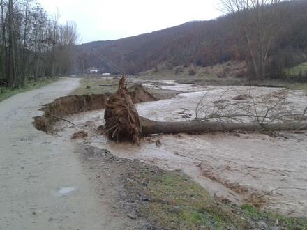 vranje-poplave-drvo.jpg