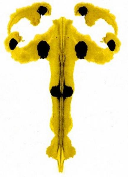 rorsrahov-test-mrlja-psihotest.jpg