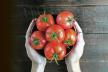 stockphotofreshtomatoesinhandsonawoodenbackgroundharvestingtomatoestopview1167200134.jpg