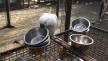 v_cockatoo-changing-out-water-bowls-viralhog_15841000546.jpg