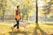 stockphotoprofileshotofayoungguywalkinghisdoginaparkonasunnyautumnday341367500.jpg