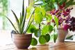 glavna--stockphotohouseplantsdisplayindoorplantsinwindow702959287-smanjena.jpg