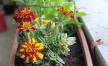 stockphotothefrenchmarigoldscolorfulsmallgardenblossomspottedintheflowerboxandthatgrowonthe1531033358.jpg