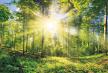 stockphotoscenicforestofdeciduoustreeswithblueskyandthebrightsunilluminatingthevibrantgreen1680790819.jpg