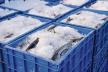 0603stockphotofreshlycaughtfishsortedinacrateandfrozenfortransportandsaleingoaindia1619895127.jpg