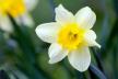 narcis0132048114.jpg